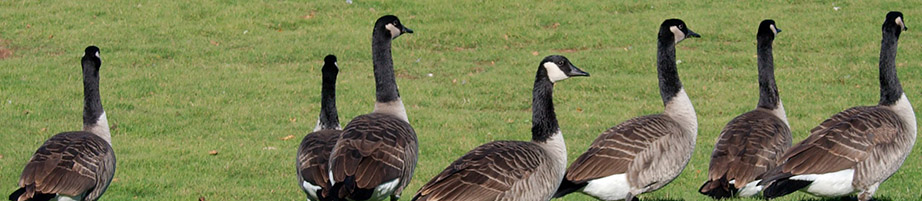 canada geese control