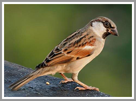 sparrow bird deterrent virginia