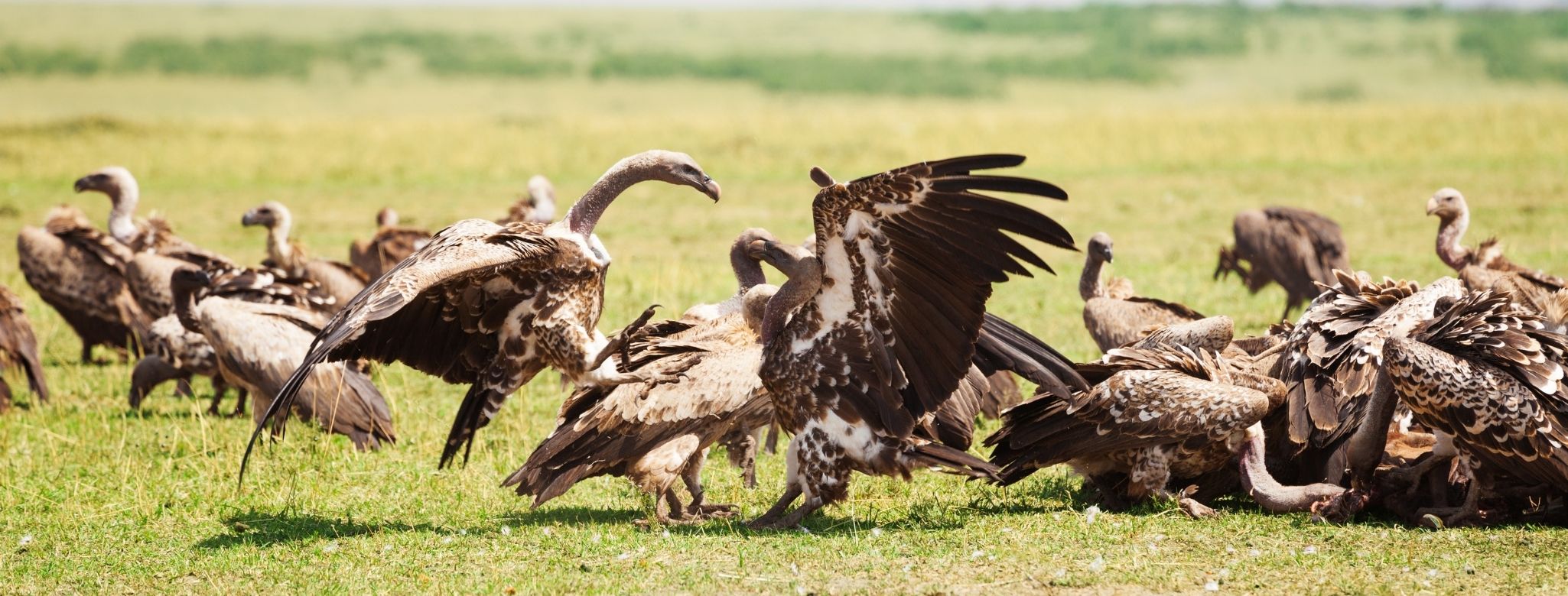 buzzard, vulture removal Virginia