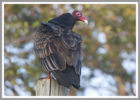 vulture removal leesburg va